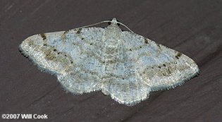 moth6605